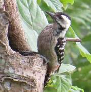 Freckle-breasted Woodpecker