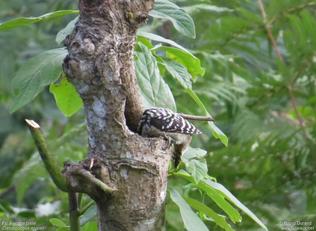 Freckle-breasted Woodpecker female adult, identification, feeding habits, Behaviour