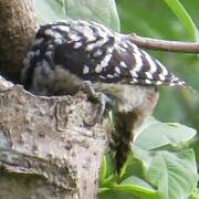 Freckle-breasted Woodpecker