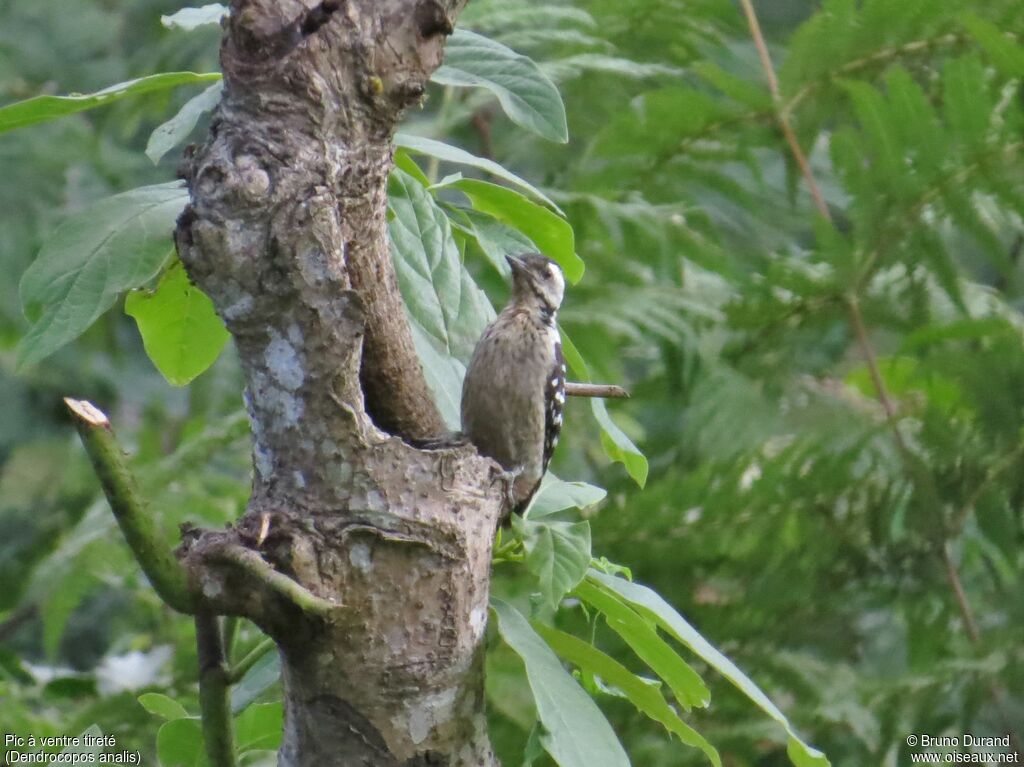 Freckle-breasted Woodpecker female adult, identification, Behaviour