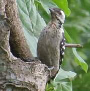 Freckle-breasted Woodpecker