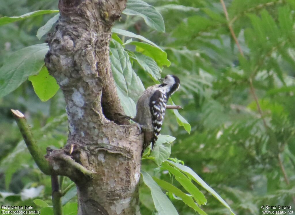 Freckle-breasted Woodpecker female adult, identification, Behaviour