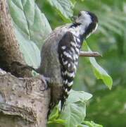 Freckle-breasted Woodpecker