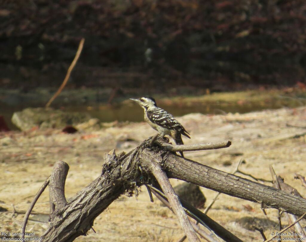 Freckle-breasted Woodpecker female adult, identification, Behaviour