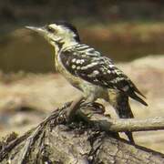 Freckle-breasted Woodpecker