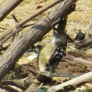 Freckle-breasted Woodpecker