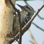 Freckle-breasted Woodpecker