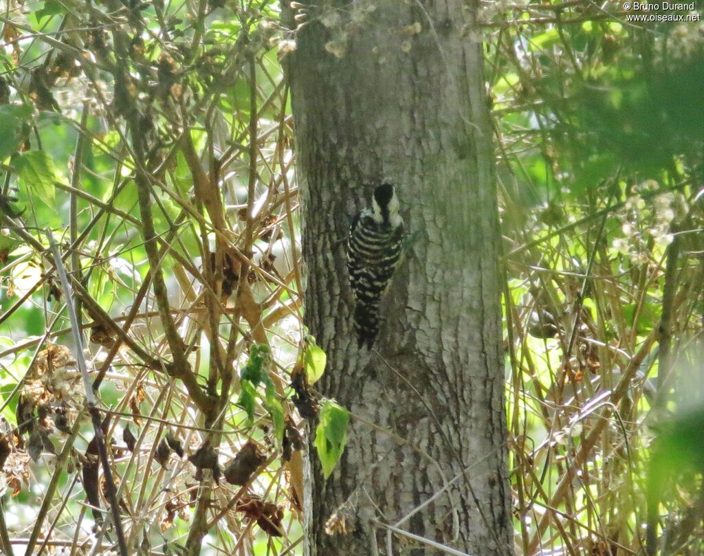 Freckle-breasted Woodpecker female adult, identification, Behaviour