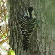 Freckle-breasted Woodpecker