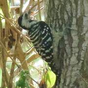 Freckle-breasted Woodpecker