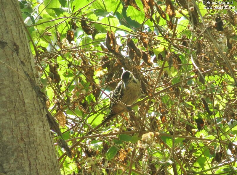 Freckle-breasted Woodpecker female, identification, Behaviour