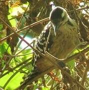 Freckle-breasted Woodpecker