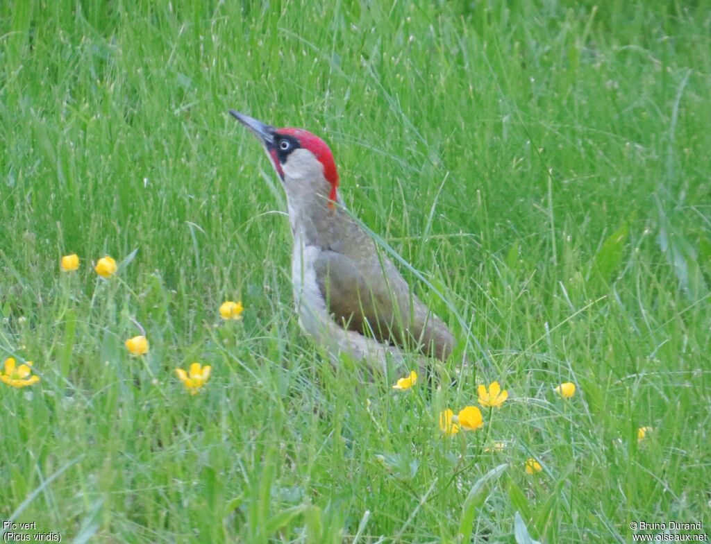 European Green Woodpecker male adult, identification, Behaviour