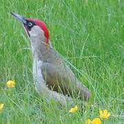 European Green Woodpecker