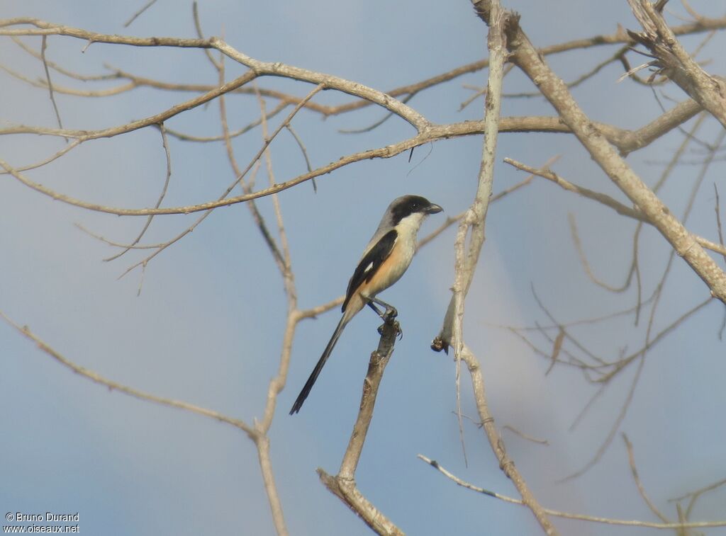 Long-tailed Shrike male adult, identification, Behaviour