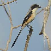 Long-tailed Shrike