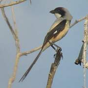 Long-tailed Shrike