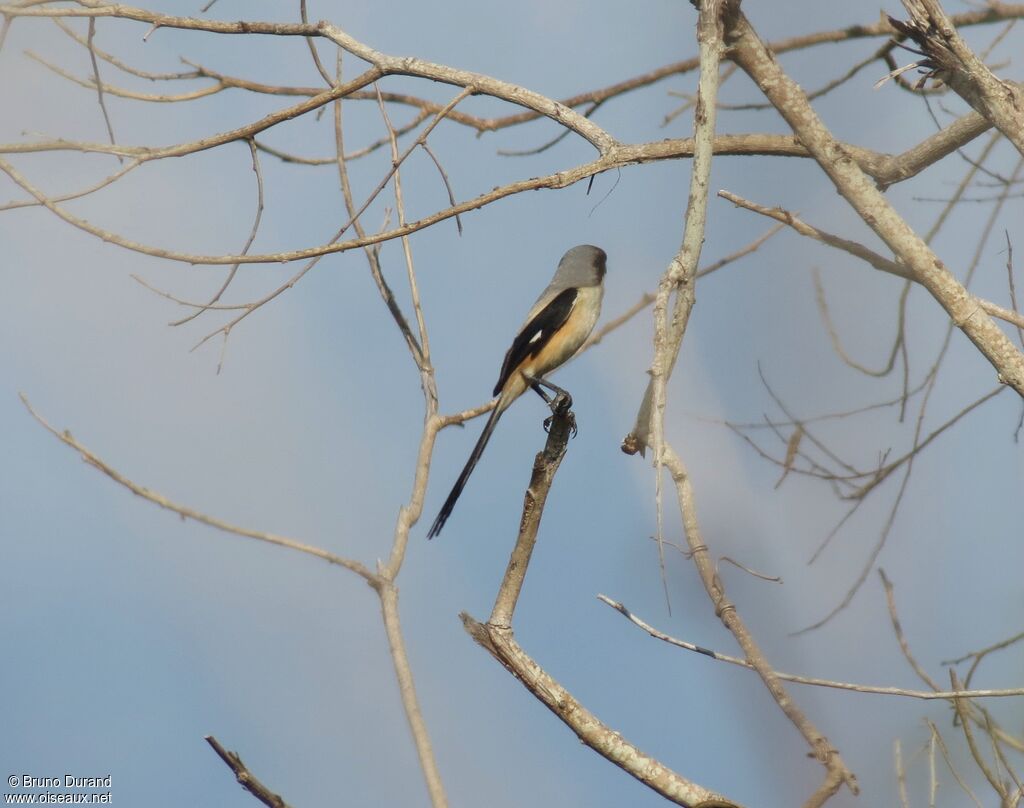 Long-tailed Shrike male adult, identification, Behaviour