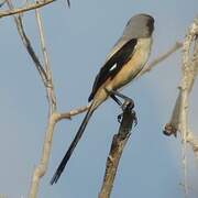 Long-tailed Shrike