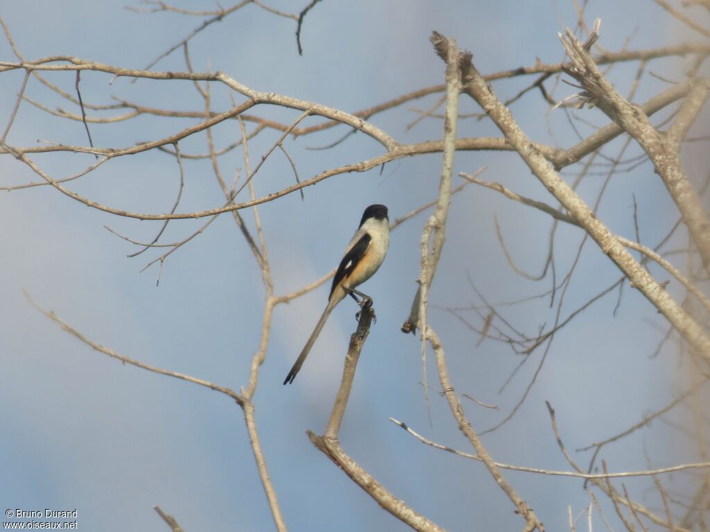 Long-tailed Shrike male adult, identification, Behaviour