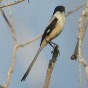 Long-tailed Shrike