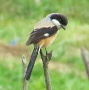 Long-tailed Shrike