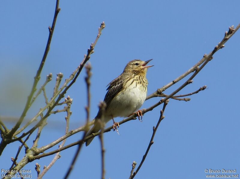Tree Pipit male, identification, song, Behaviour