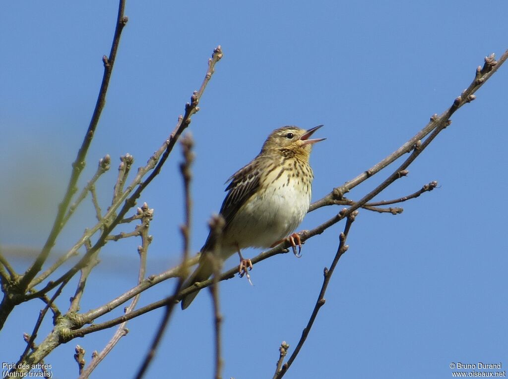 Tree Pipit male, identification, song, Behaviour