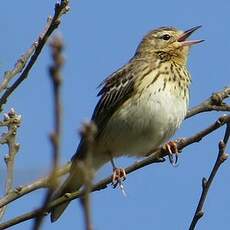 Pipit des arbres