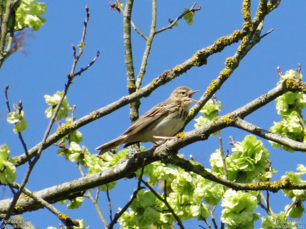 Pipit des arbres mâle adulte, identification, chant