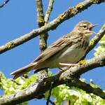 Pipit des arbres