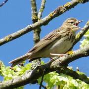 Tree Pipit