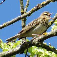 Pipit des arbres