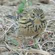 Pipit farlouse