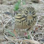 Pipit farlouse