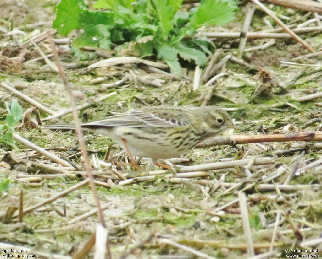 Pipit farlouseadulte, identification