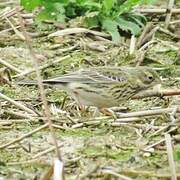 Pipit farlouse