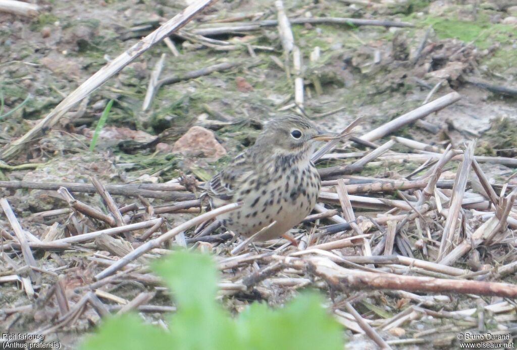 Pipit farlouseadulte, identification