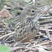 Pipit farlouse