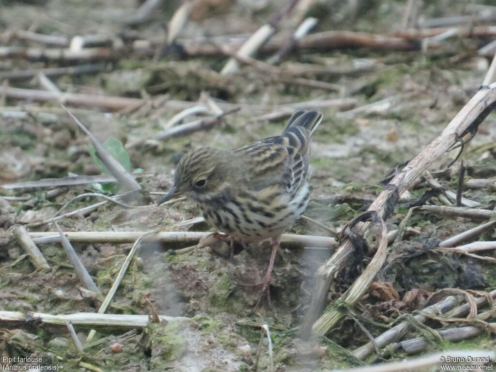 Pipit farlouseadulte, identification