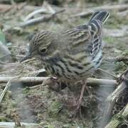 Pipit farlouse