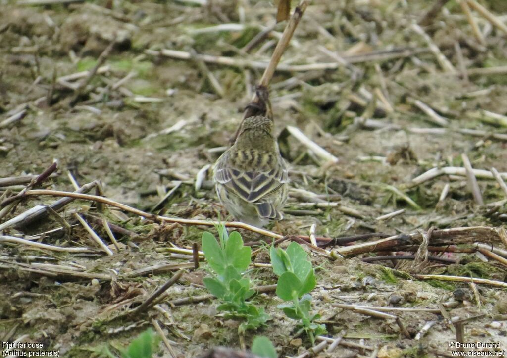 Pipit farlouseadulte, identification