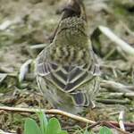 Pipit farlouse