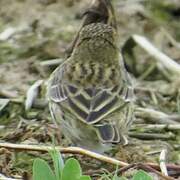 Pipit farlouse