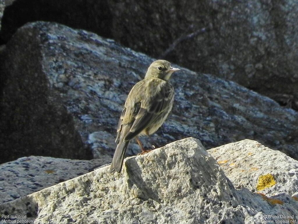 Pipit maritime, identification