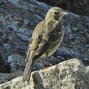 Eurasian Rock Pipit