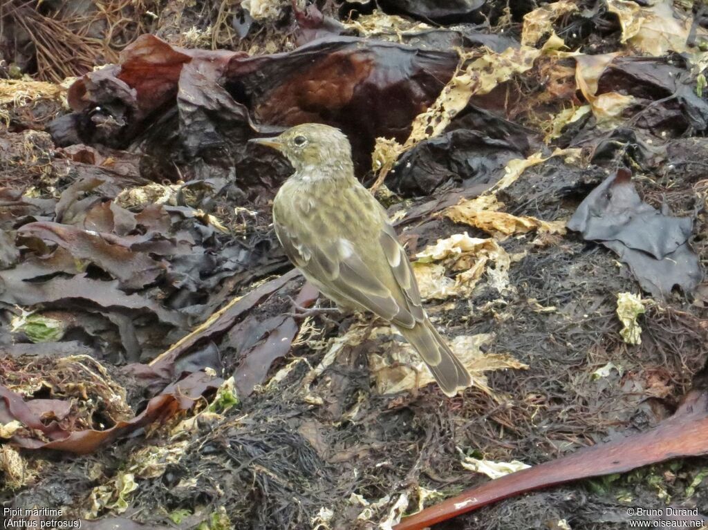 Pipit maritime, identification