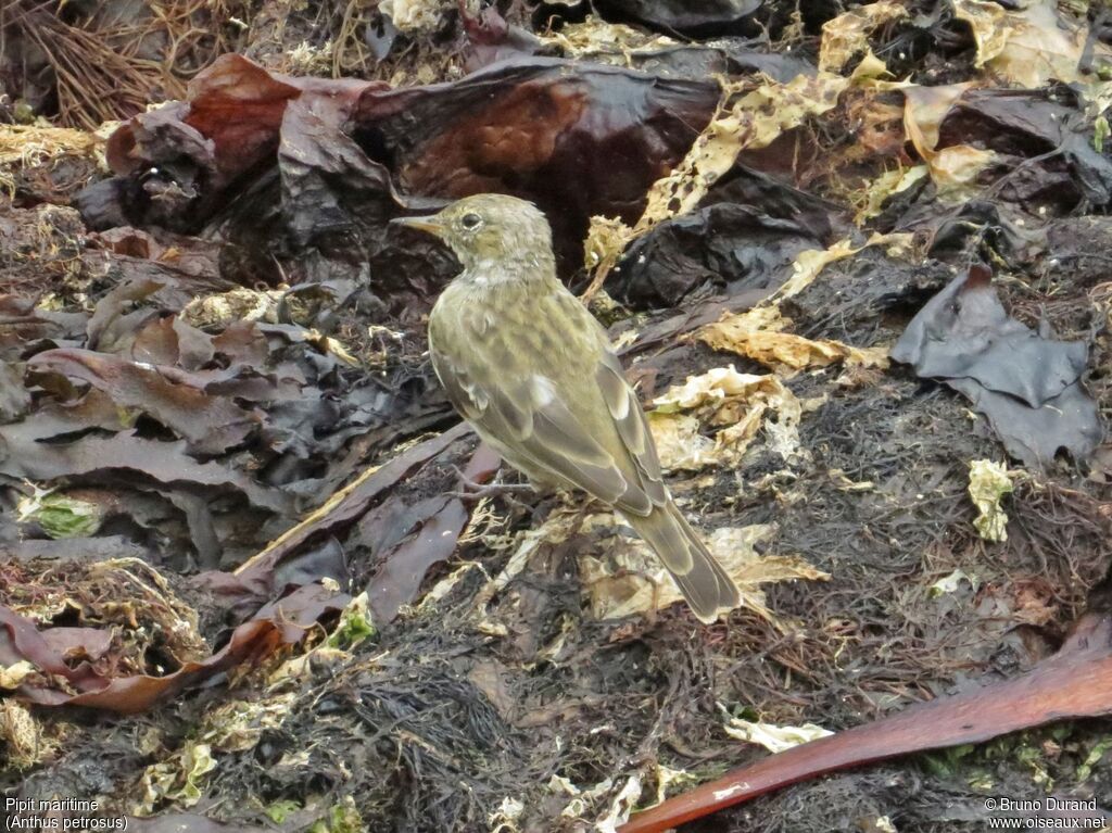 Eurasian Rock Pipit, identification