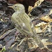 Eurasian Rock Pipit