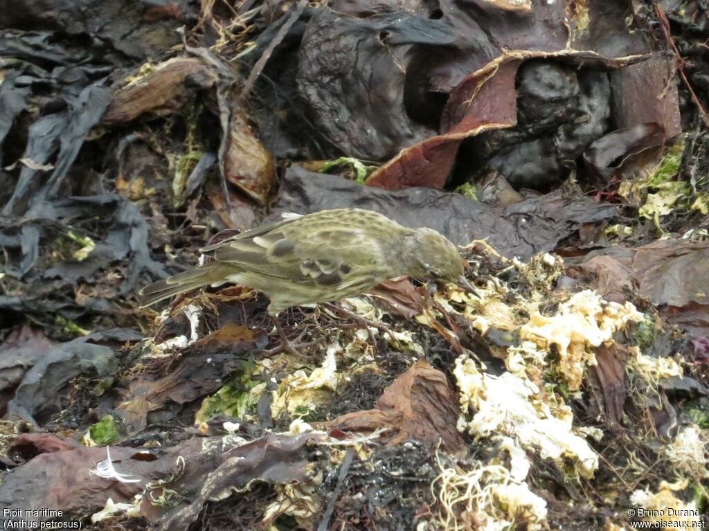 Eurasian Rock Pipit, identification, feeding habits